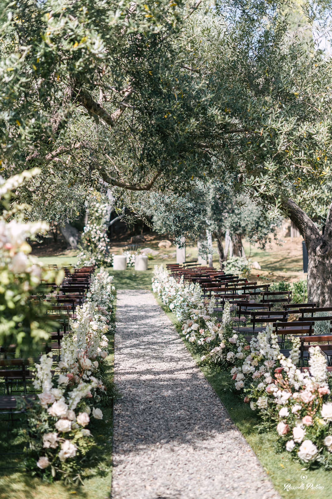 A vertical view of an outdoor wedding ceremony setup in a Tuscan olive grove, featuring a gravel aisle lined with dense white flowers and rows of dark wood chairs under overarching trees.